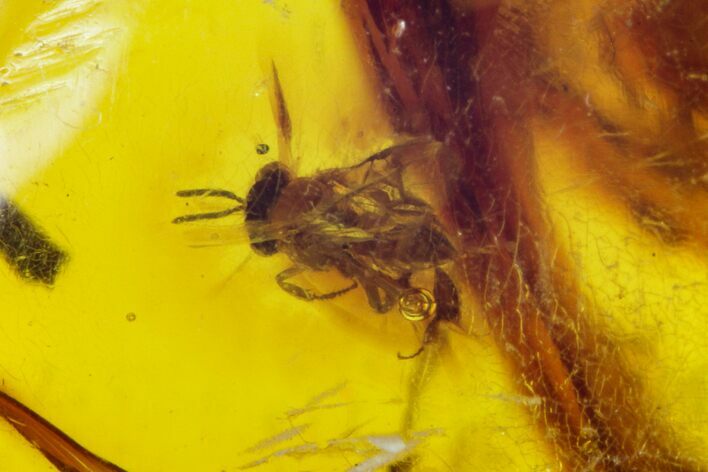 Polished Chiapas Amber With Insect Inclusion ( g) - Mexico #104309